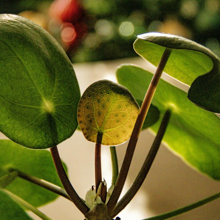 How to Start a Small Herb Garden Indoors: A Beginner’s Guide